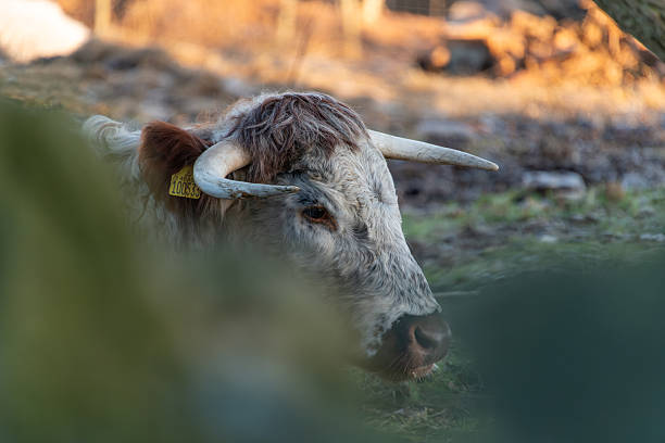 Bulls and cows raised for slaughter on Eid al-Adha