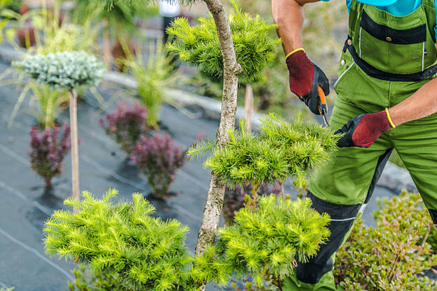 istock Pruning Evergreen Trees on a Rooftop Garden During a Sunny Day in a City 2221472249