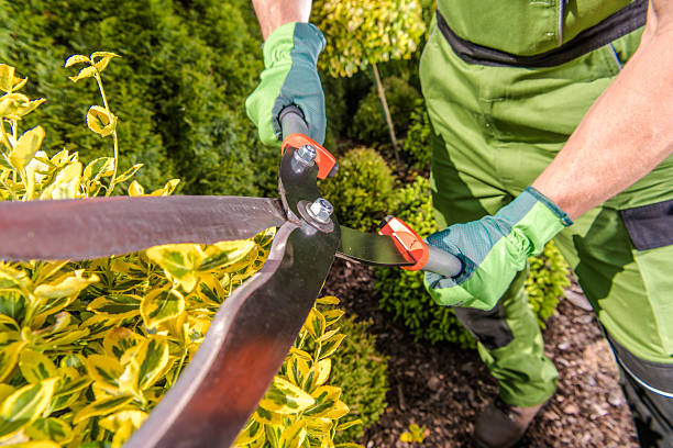 istock Gardener Pruning Vibrant Yellow Plants in a Lush Garden Setting During Sunny Daylight 2221472306
