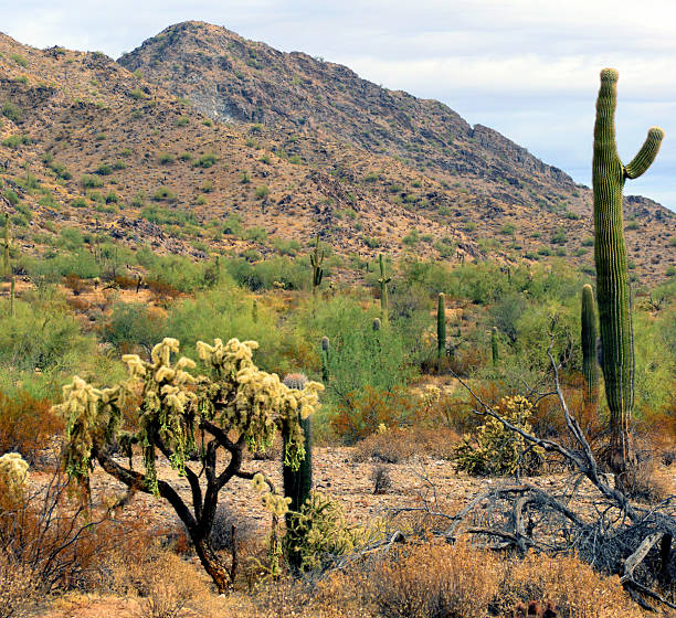 istock Winter San Tan Mountains Sonoran Desert Arizona 2221474580