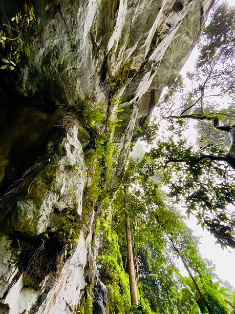 istock Vertical Embrace of Stone and Leaf 2221478628