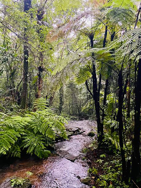 istock Whispers of the Forest Stream 2221479109