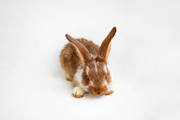 Adorable Holland Lop Bunny Rabbit Standing Attentively in Lush Yard. A golden brown Holland Lop bunny rabbit stands alertly on a verdant lawn, ears perked up as if listening attentively. Captured from the side view, this cute pet exudes charm and curiosity in an outdoor yard setting. The vibrant greenery of the grass contrasts beautifully with the bunny's soft fur, creating a heartwarming and picturesque scene perfect for animal lovers and pet enthusiasts