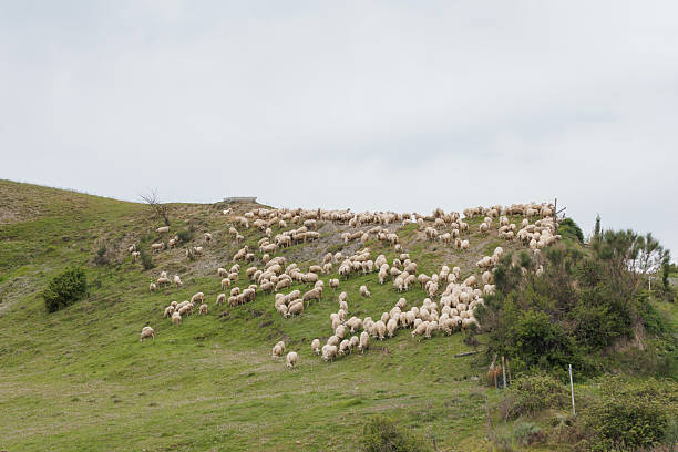A large flock of sheep grazes on the green hillside of Tuscany, Italy. The tranquil landscape features gentle slopes and scattered vegetation, creating a serene rural atmosphere.