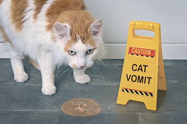 Young cat pet and rapid test in veterinarian hand indoor