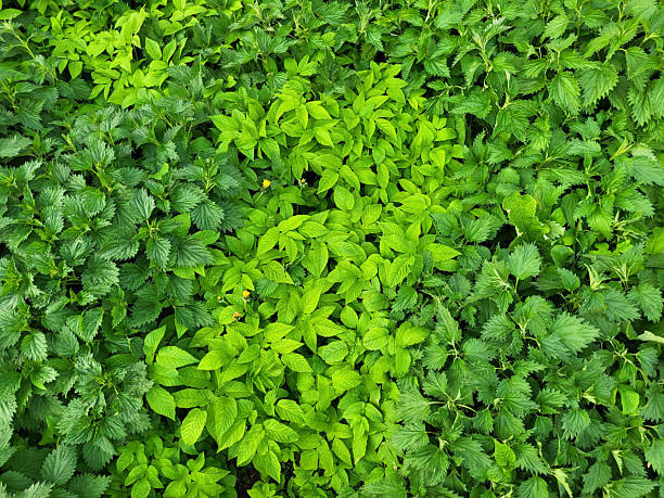 Background of spring fresh green stinging nettles.