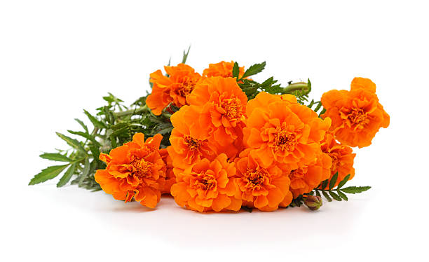istock Bouquet of marigolds. 2221486290