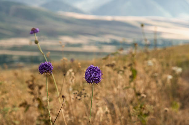 Purple echinops flower on a blurred mountain background. Selective focus, copy space.