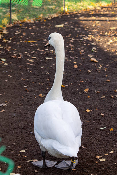 istock White swan stands in a dirt field 2221488629