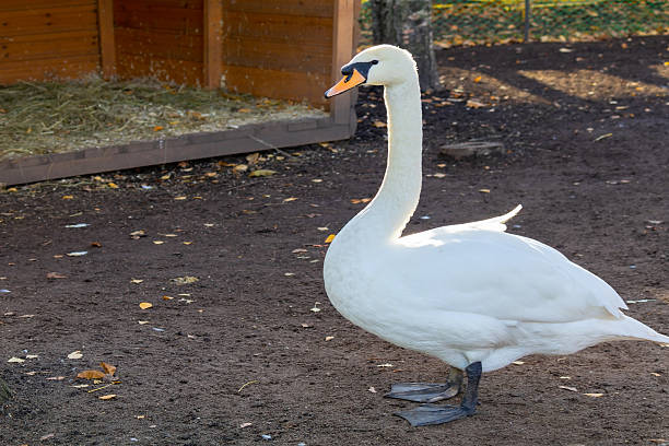 istock White swan stands in a dirt field 2221488726