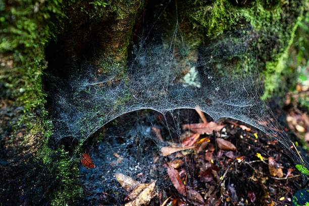 Close up photograph of several Spider Webs between the trunk and branch of a Paperbark Maple (Acer griseum) backlit by the sun with a defocused green background
