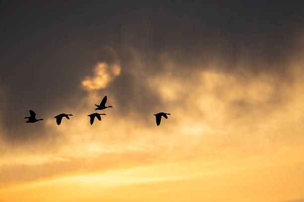 istock Canada Geese and Dawn Sky and Sun 2221490811