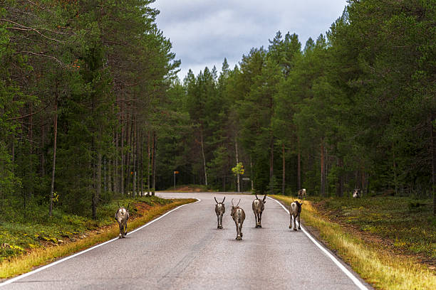 Herd of reindeer walking in the middle of a country road in the autumn landscape, Finland