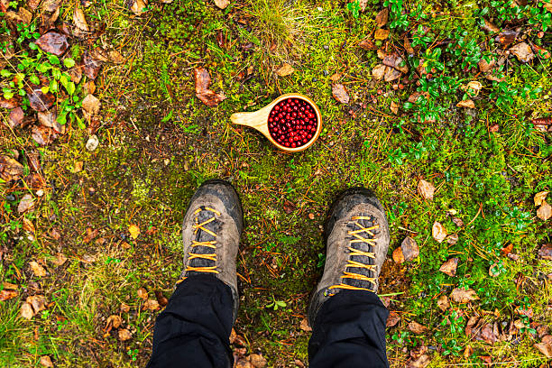 Personal perspective of a hiker with a cup of fresh cranberries just picked in nature