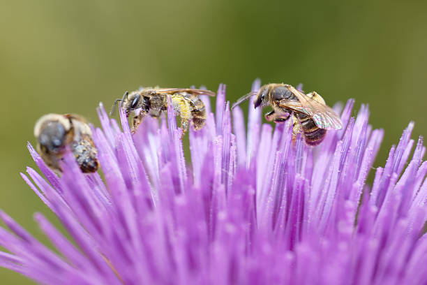 istock Bees pollinate vibrant purple thistle flowers in a sunny meadow during late spring 2221495859