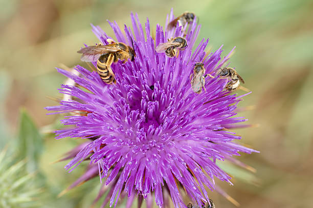A group of bees busy collecting nectar from bright purple thistle flowers in a lush green meadow under clear skies. The scene captures the essence of springtime pollination.