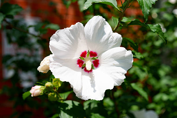A bright white hibiscus with red center provides beautiful landscaping for  building in Fort Worth, TX USA