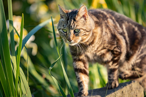 Tabby cat walking and hunting in a garden