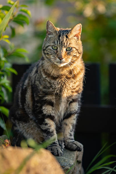 Beautiful tabby cat, sitting and looking at camera