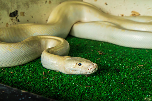 Python Ground Albino Burmese Python Slithering Across Green Ground In A Controlled ...