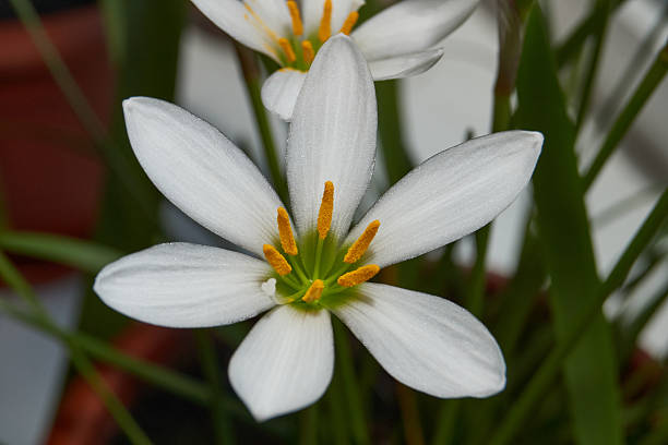istock Zephyr lily blooms on the windowsill. 2221497433