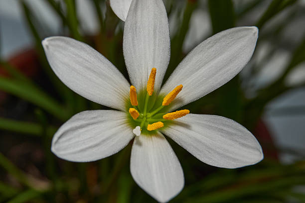 istock Zephyr lily blooms on the windowsill. 2221497438