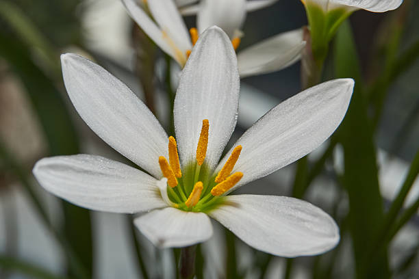 istock Zephyr lily blooms on the windowsill. 2221497511