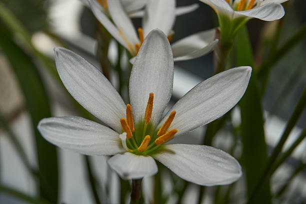 istock Zephyr lily blooms on the windowsill. 2221497545