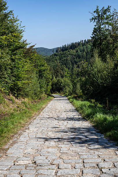 istock Emerald Forest Kingdom: Wild Nature s Sanctuary 2221499482