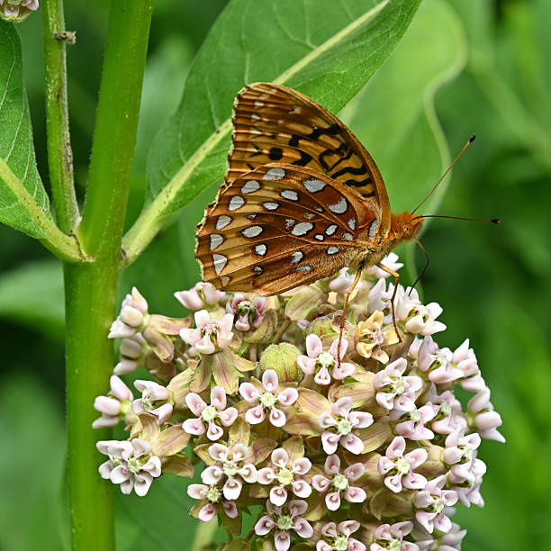 Potanthus omaha, commonly known as the lesser dart, is a species of skipper butterflies.