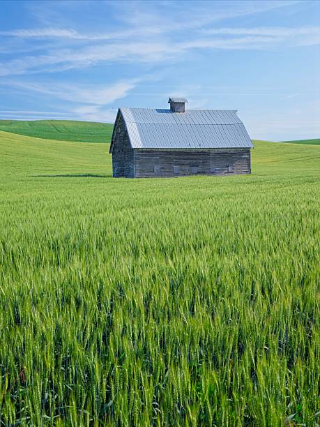 istock Old barn on the Palouse. 2221500571