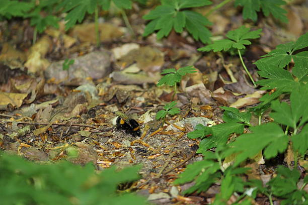 Makroaufnahme einer Hummel auf dem Waldboden, umgeben von trockenem Laub und grüner Vegetation. Das Bild zeigt die Hummel in ihrem natürlichen Lebensraum und vermittelt eine ruhige, naturverbundene Stimmung. Perfekt geeignet für Themen wie Biodiversität, Insektenwelt, Umwelt oder Frühling im Wald.