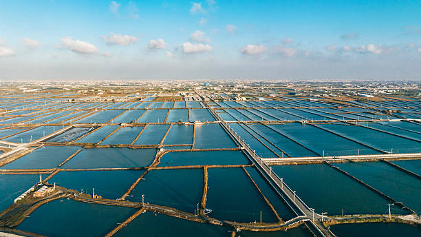 istock An aerial view of fish ponds divided into rectangular sections, with water reflecting the sky and clouds. In the background, rural buildings and a vast plain are visible, showcasing a mix of natural and man-made landscapes. 2221500950