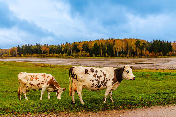 Cows graze peacefully in a green pasture during a tranquil autumn day in the countryside