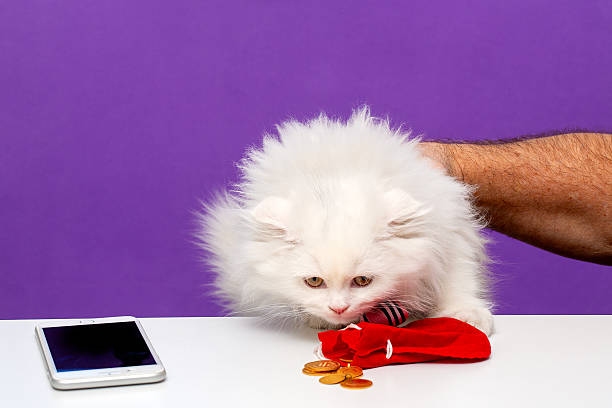 A fluffy white kitten leans toward a small pile of Turkish gold coins beside a red pouch, seemingly inspecting them with serious focus. A human hand gently supports the kitten as it investigates, adding a humorous take on decision-making and financial instincts. Set against a vibrant purple background with a smartphone nearby, the scene playfully mixes luxury, tradition, and feline charm.