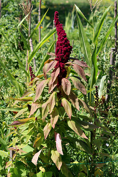 istock Amaranth Amaranthus caudatus red tassel flower in vegetable plot 2221503218