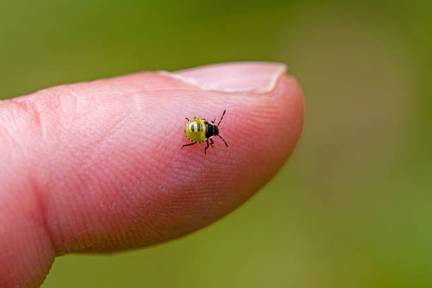 Palomena prasina a green stink bug