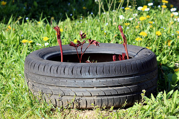 istock Peony Paeonia shoots emerging from recycled tire planter 2221504917