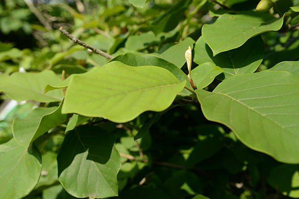 istock Magnolia sieboldii Series Featuring Flower, Leaf, Bud, Bark, and Fruit 2221505506