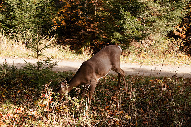 A white-tailed deer stands in a forest of fallen leaves. Quebec, Canada.