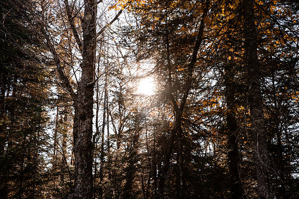 Sunset in the autumn forest. Beautiful autumn forest with sun rays. Quebec, Canada.