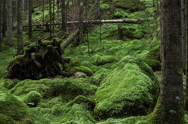 A vibrant carpet of moss covers the ground in a peaceful forest. Tall trees surround the lush undergrowth, creating a serene atmosphere at dusk.