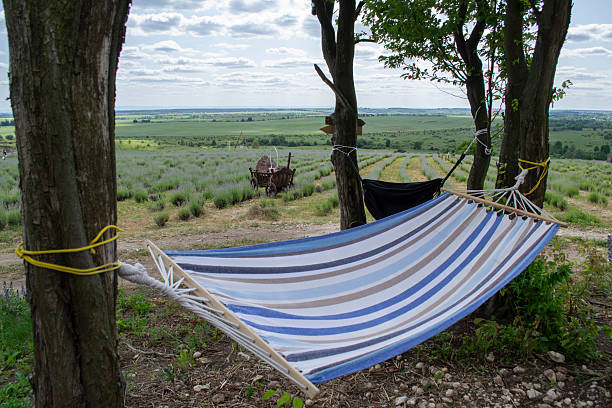 istock Lavender field. hammock in nature 2221507723