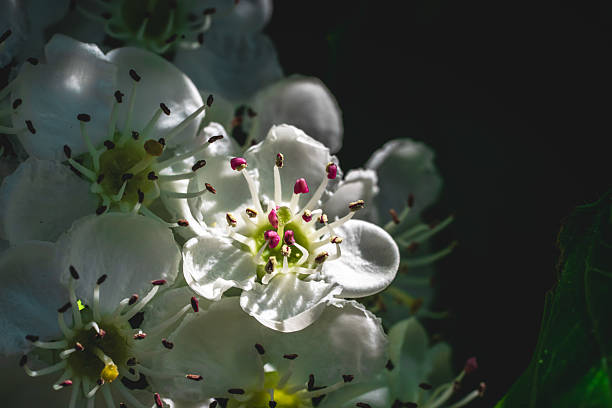 Midland hawthorn blossoms with delicate white petals and pink stamens, illuminated by sunlight