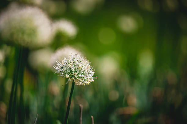 Close-up of a blooming onion flower with a blurred green background