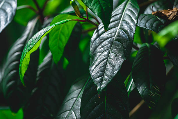 Close-up of vibrant green leaves forming a lush, natural background, ideal for nature-themed projects