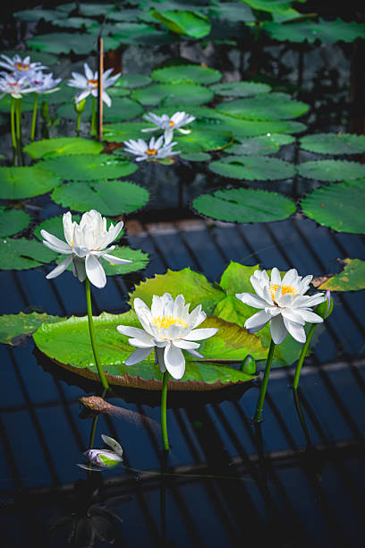 Serene white water lilies blooming peacefully amidst green lily pads in a tranquil pond