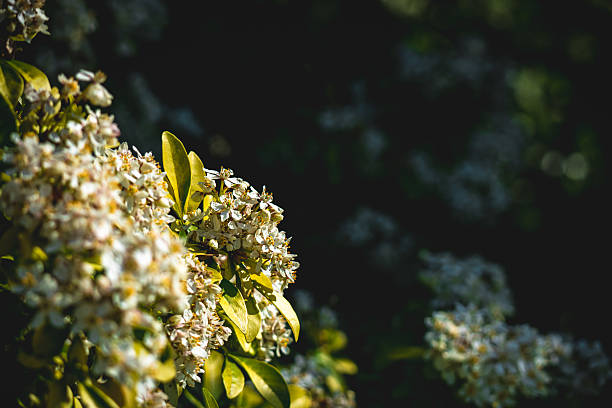 Close-up of delicate white flowers and vibrant green leaves of a mexican orange blossom shrub, illuminated by sunlight