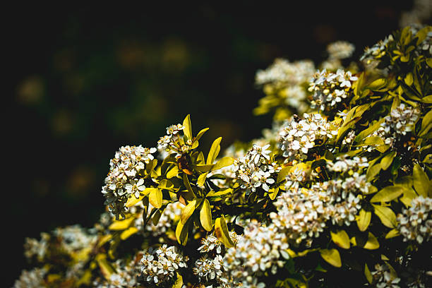 White flowers blooming on a bush with yellow leaves during a sunny spring day