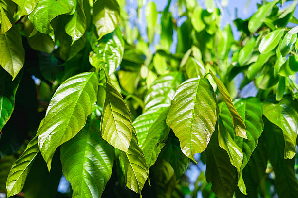 Vibrant green cacao leaves thrive in the sunlight, showcasing the beauty of nature's growth